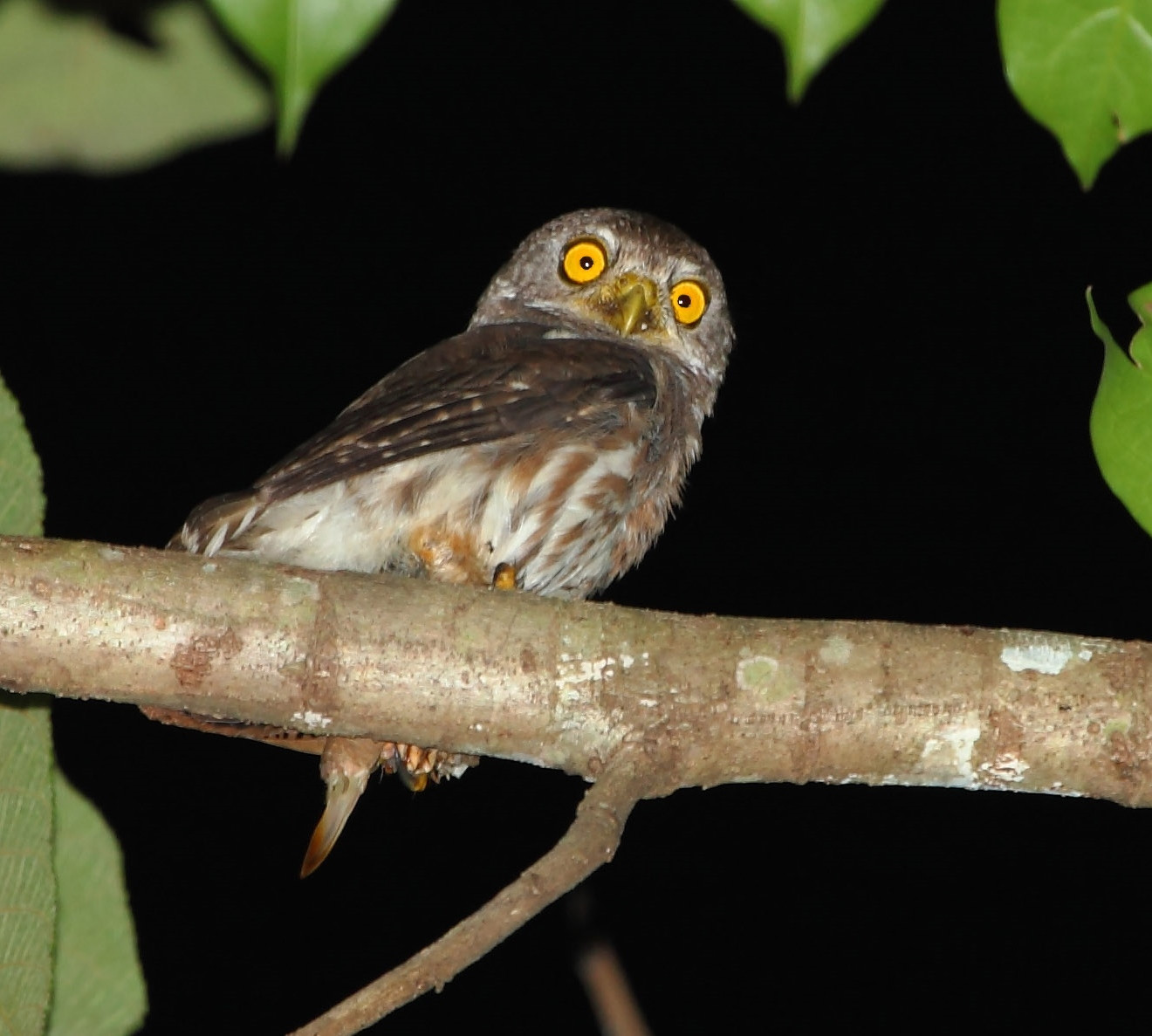 image Amazonian Pygmy-Owl